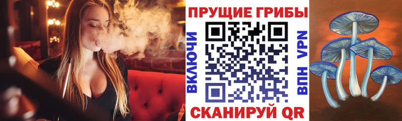 Псилоцибиновые грибы Psilocybe  Хадыженск 